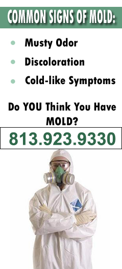 East Lake Mold Remediation Contractor